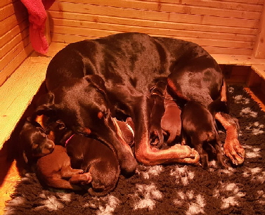 Braune Ataraxie's
